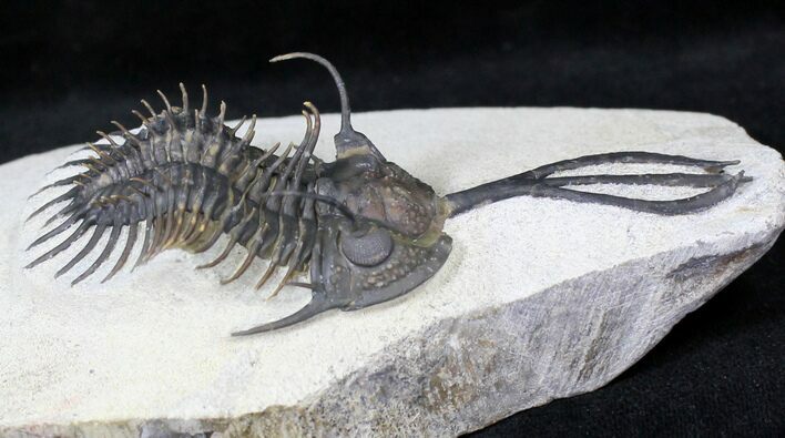 Trident Walliserops Trilobite - New Variation #20403